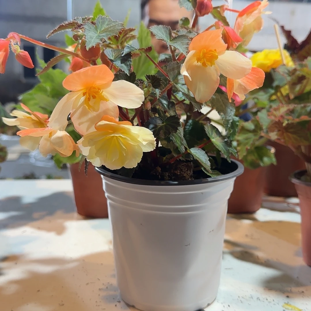 一代白桃多分支，掉花折叶正常介意勿拍不拍保温冻死不售后