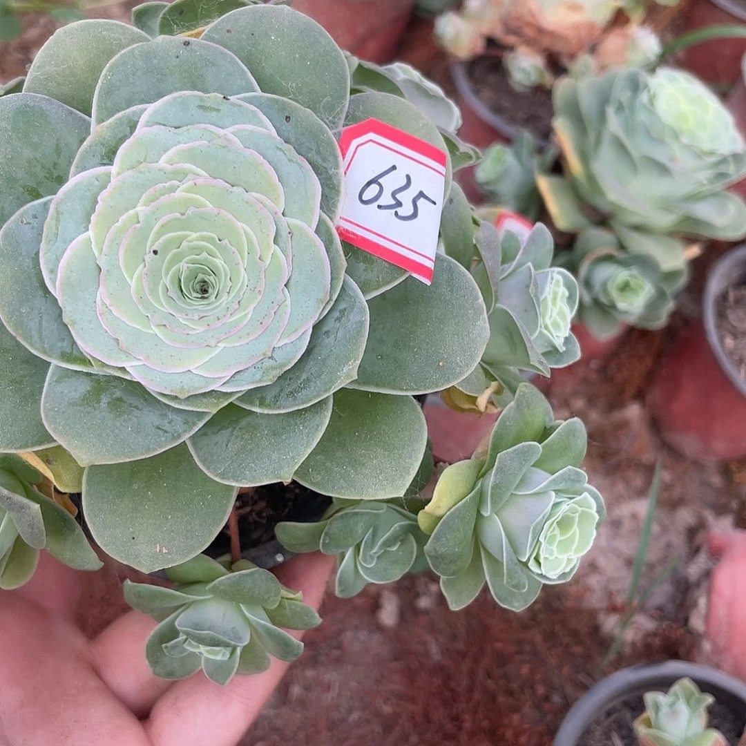 山地玫瑰不售后 635