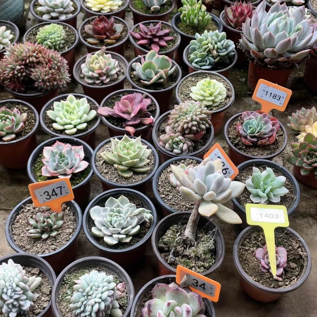 【闪购商品】陇****店571号