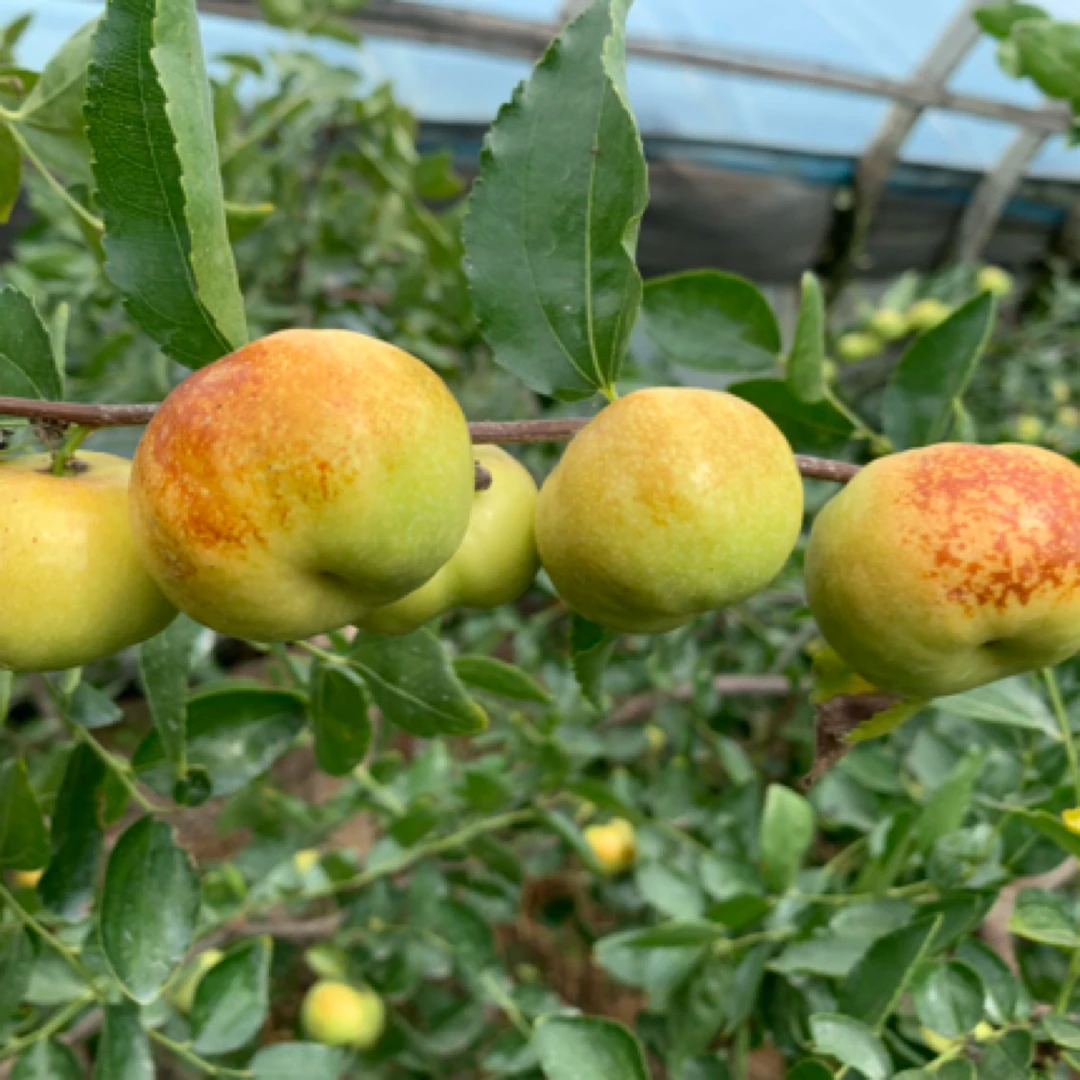 云南高原蟠枣产地直发新鲜脆甜应季水果