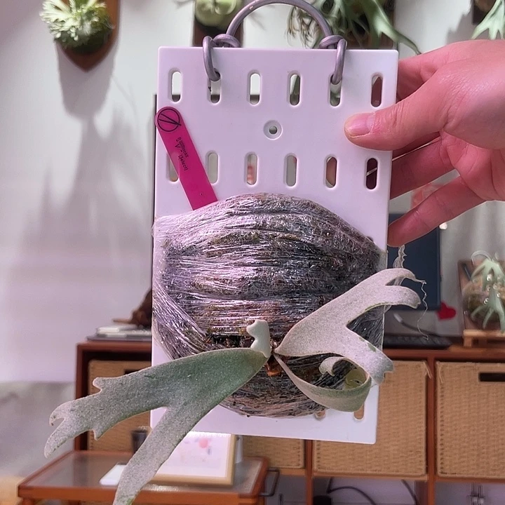 无花朵爪哇v特选——小邱