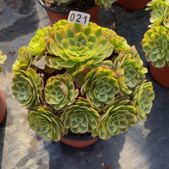 21老庄多肉法师雨荷