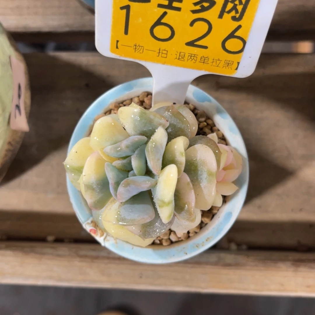 汤***汤云尘多肉一物一拍不含盆1626