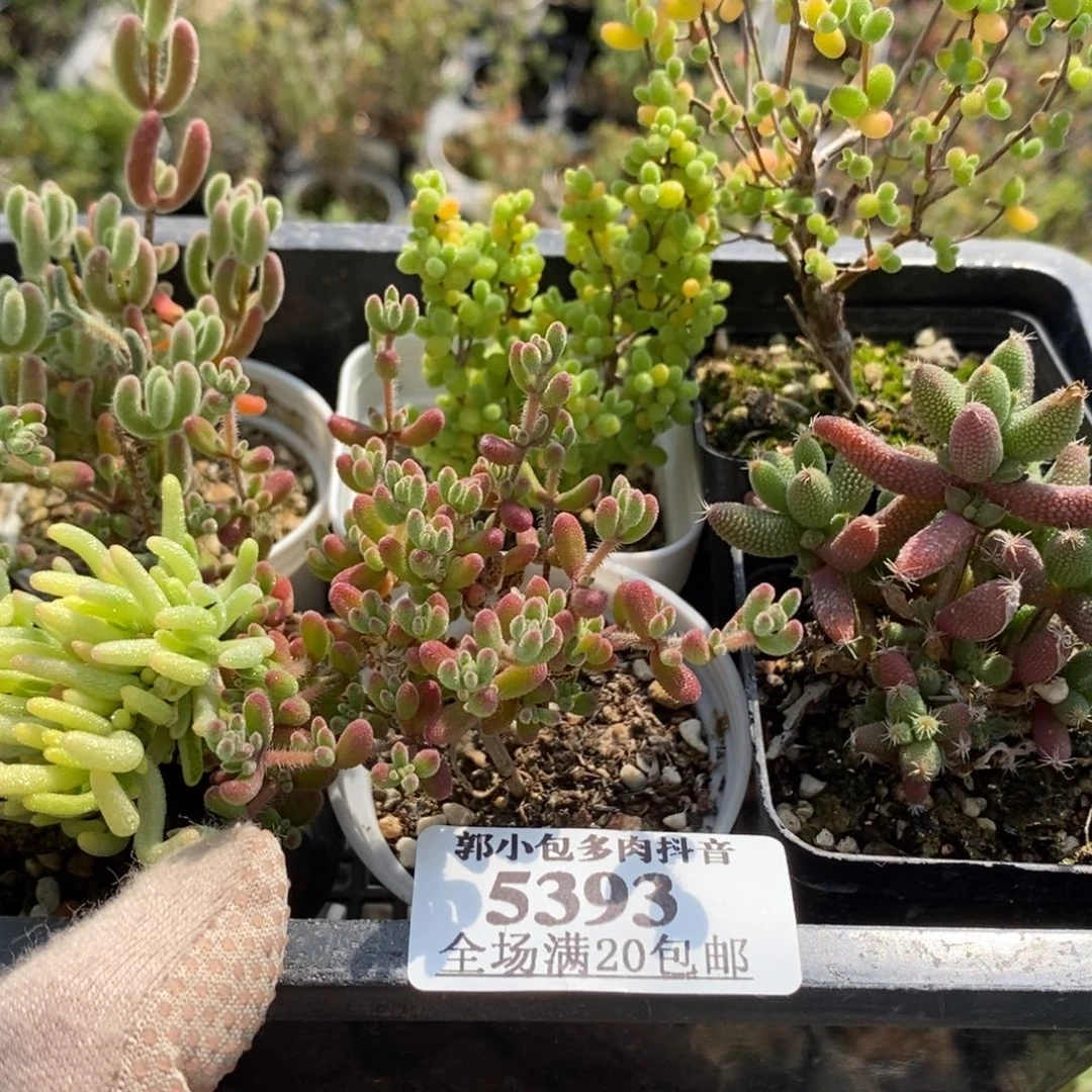 福利组合5393枝干番杏