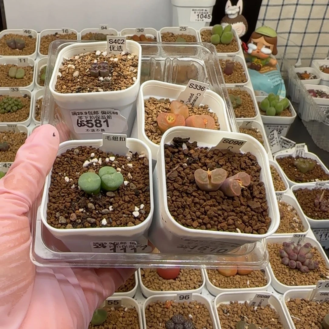 靓***丫肉锥多肉植物组合-1169