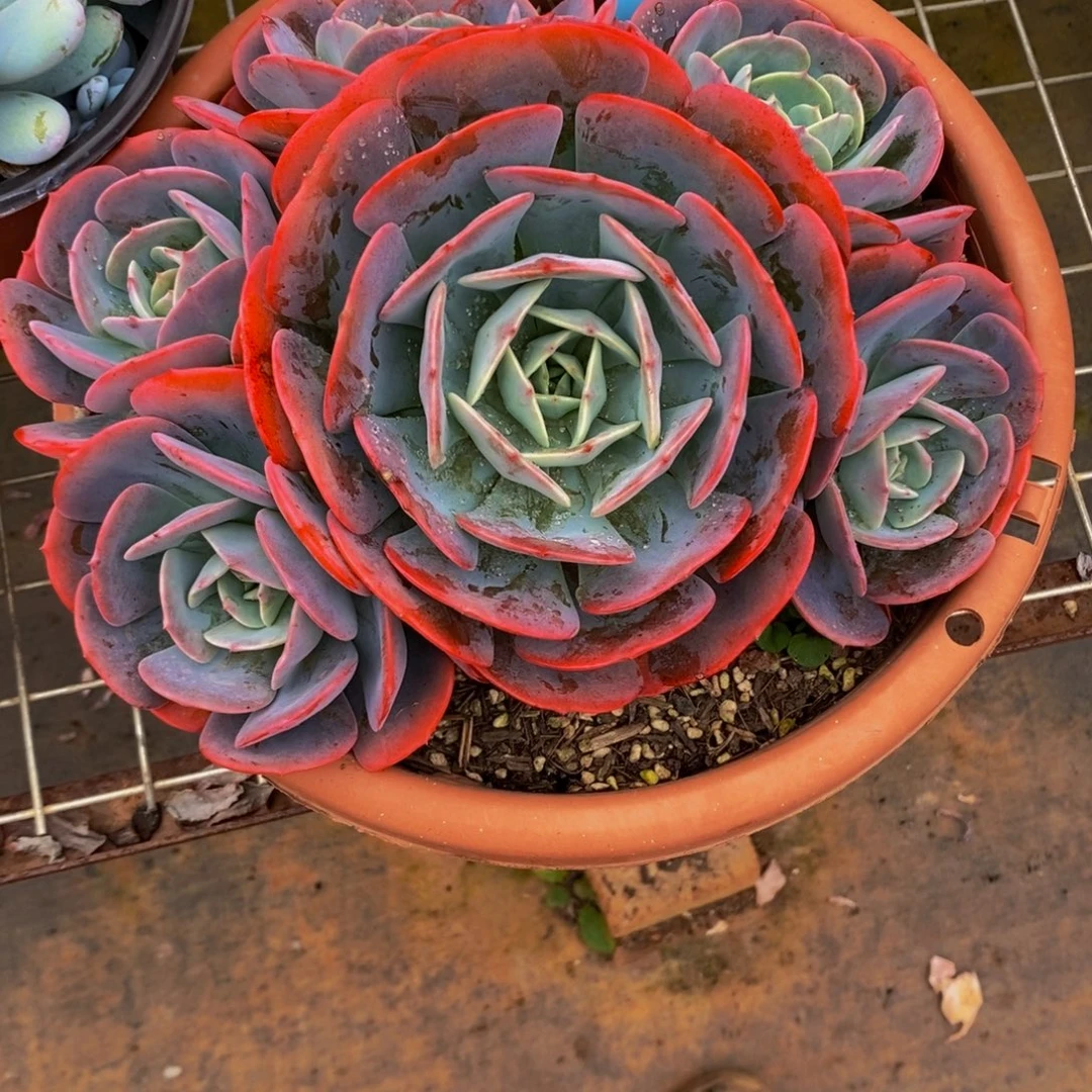 双***姐蓝粉台阁22。