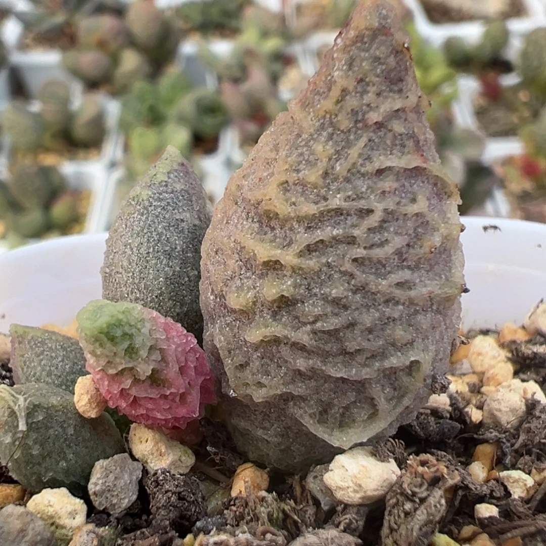 倒刺融化纹冰激凌大苗多肉