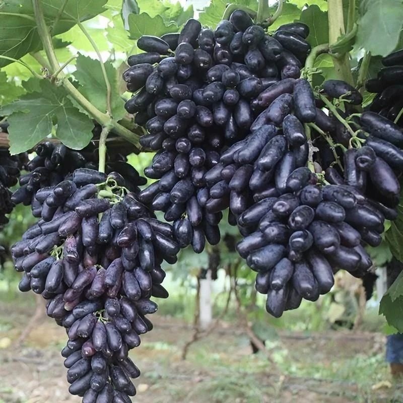 葡萄树苖南方种植蓝宝石葡萄苗当年结果葡萄大苗爬藤地载庭院养殖