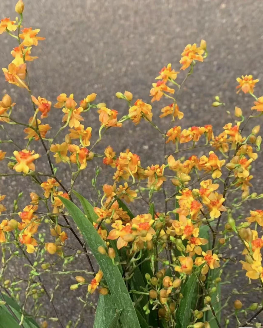 橘梦香  爱马仕橙  保底4-6支花剑 限定新色文心兰花卉盆栽有香味