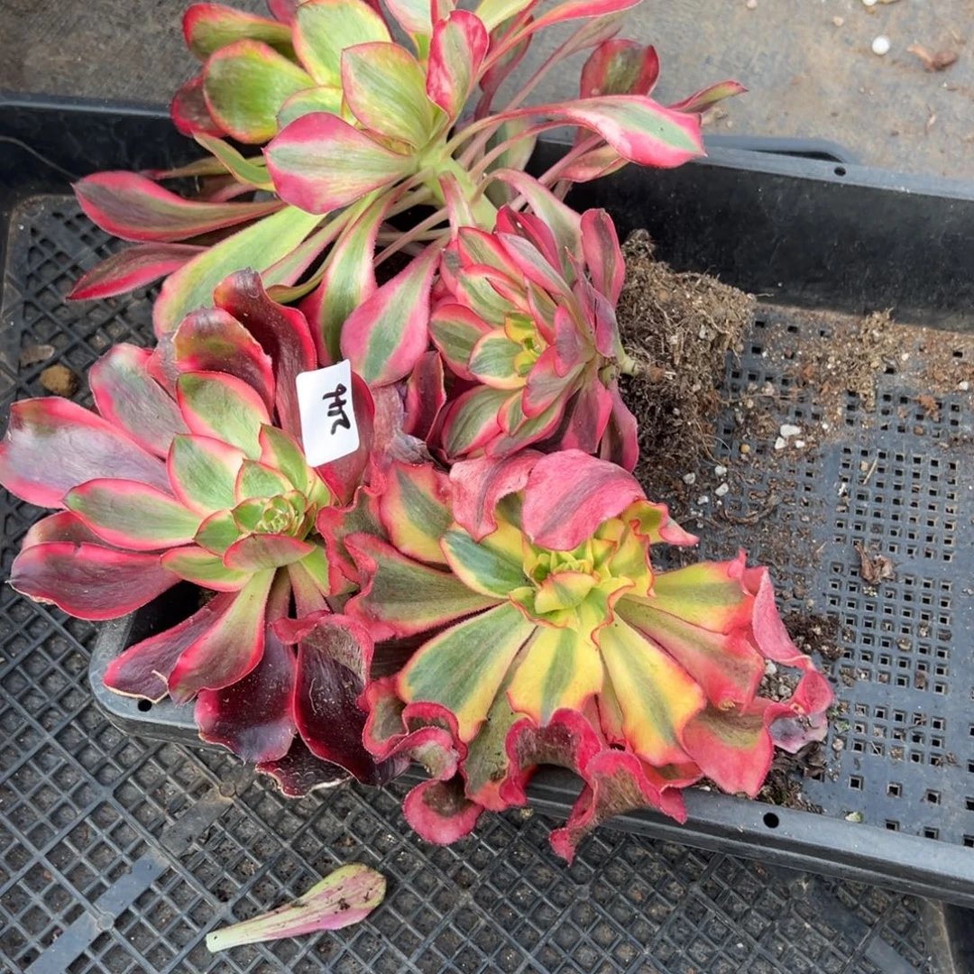 朵***马246筐多肉多肉多肉多去