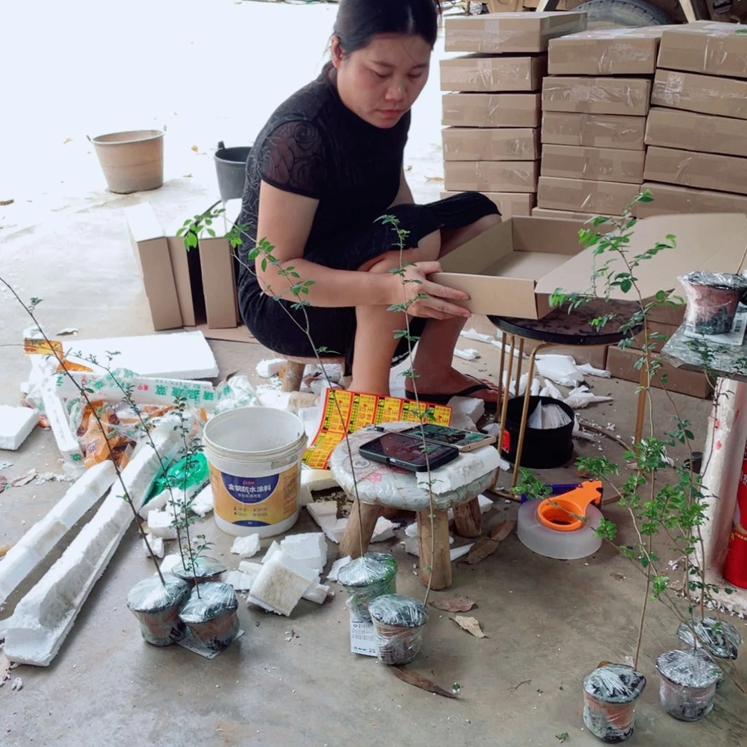 无花朵附图片来源