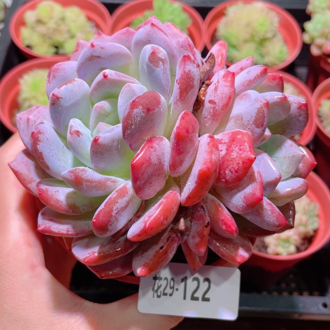 花利美29-122橙梦露