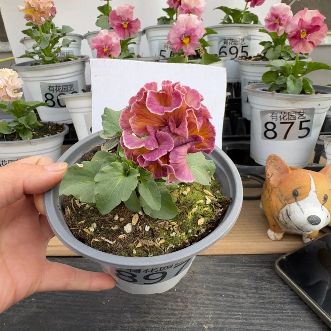 无花朵897号角堇