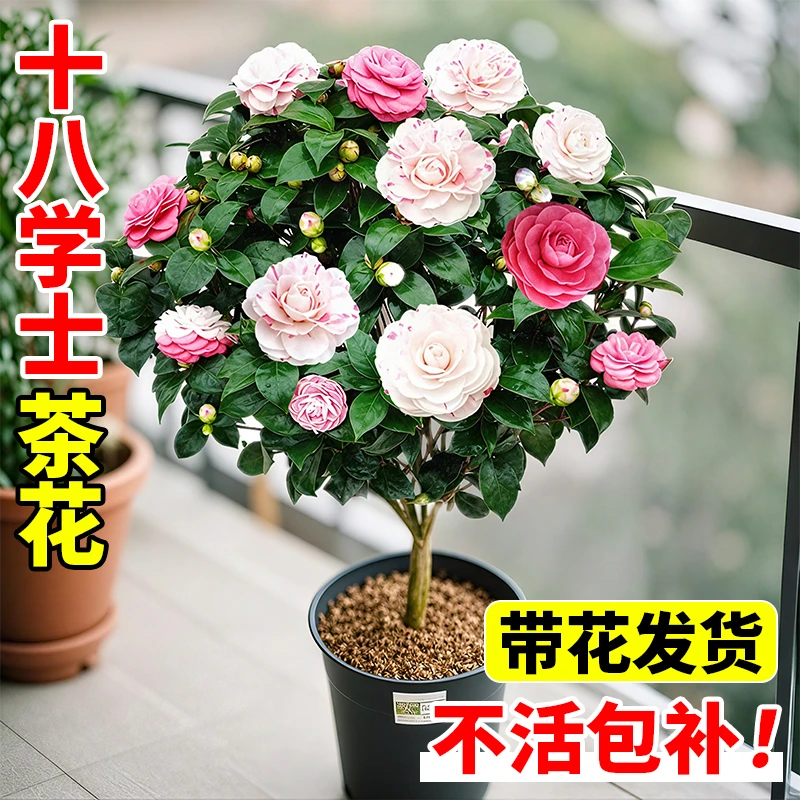 茶花树苗十八学士带花苞盆栽地栽香妃耐寒五色赤丹茶花