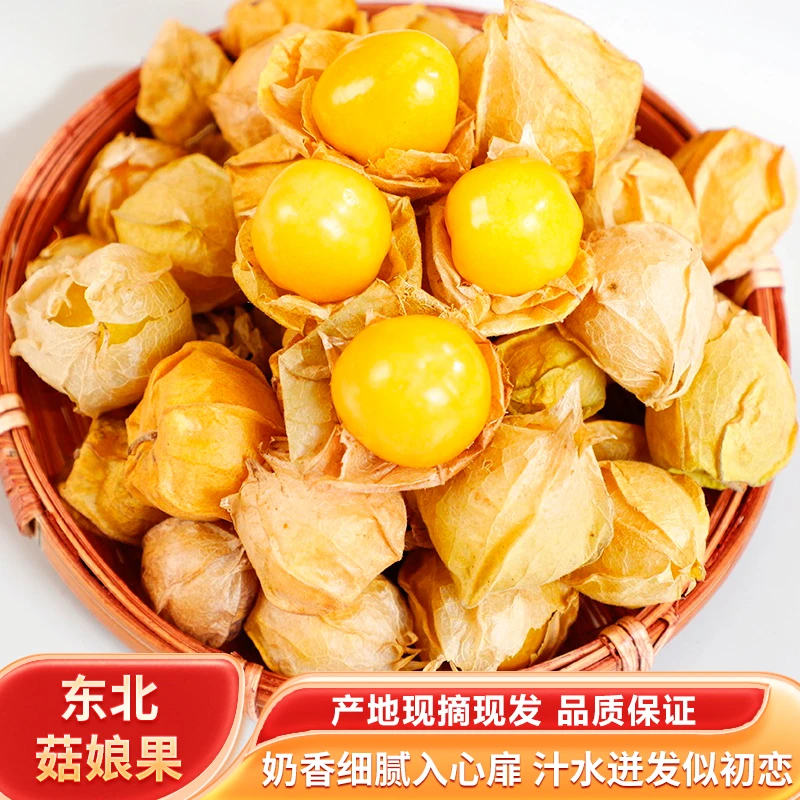 黑龙江头茬姑娘果大果灯笼果新鲜采摘当季超甜多汁水果菇娘果