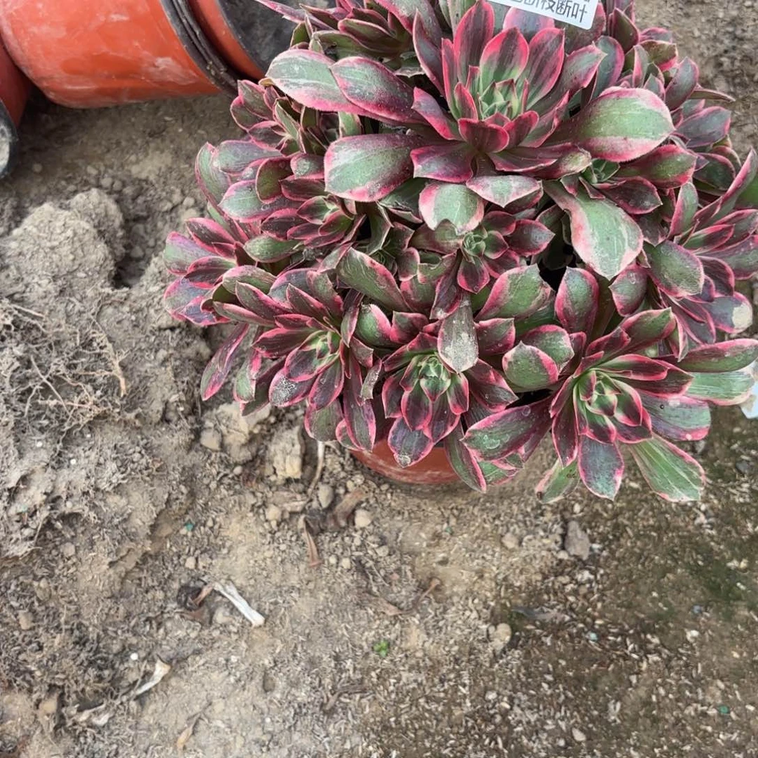 X. 524浣纱多肉，？cede