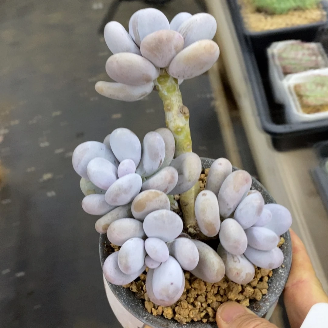 精品多肉一物一拍不包整14