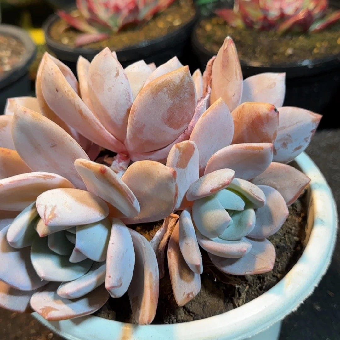 红茶一物一拍包装收缩花旱