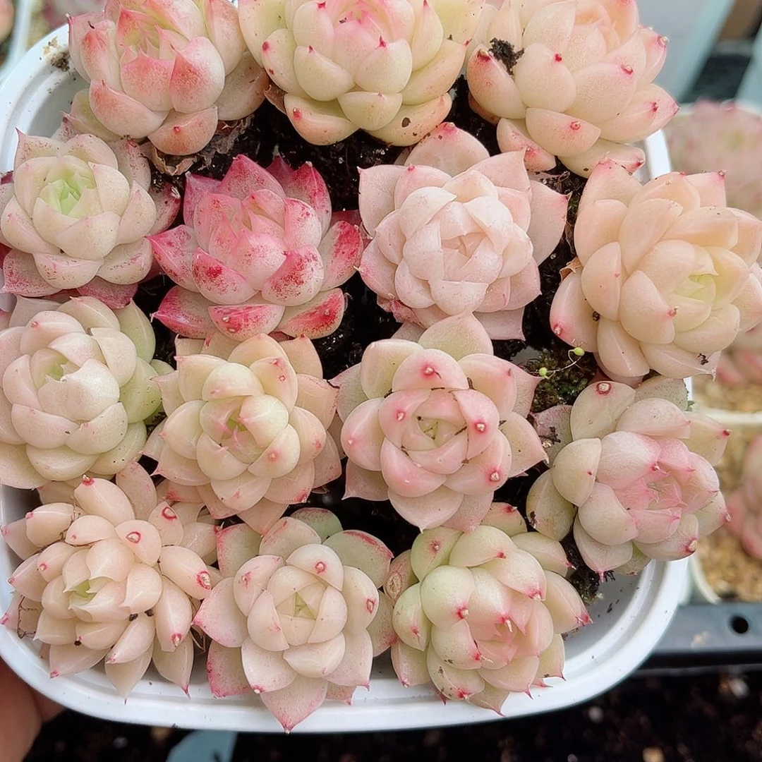 1-335 新疆西藏内蒙不发12.8包邮2-3公分多肉