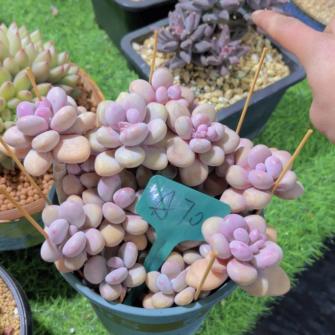 文****)我的小可爱们都好可爱