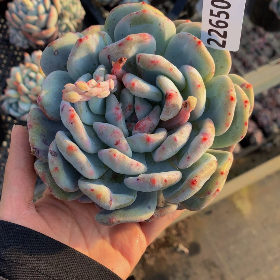 22650石化嗯嗯我在一起看