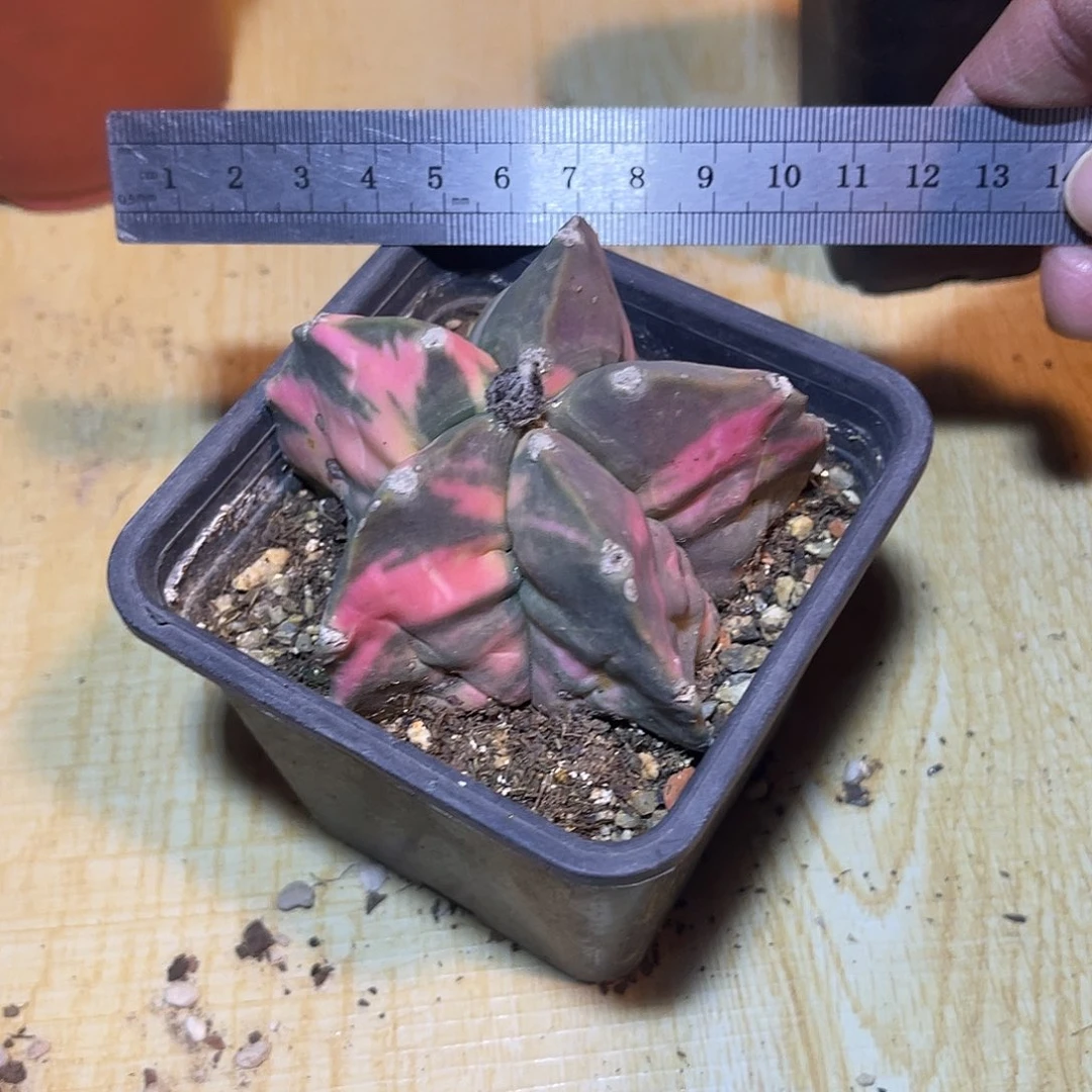 鸾凤玉锦一物一拍