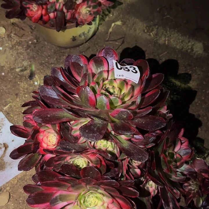 083半糖荔枝多肉植物