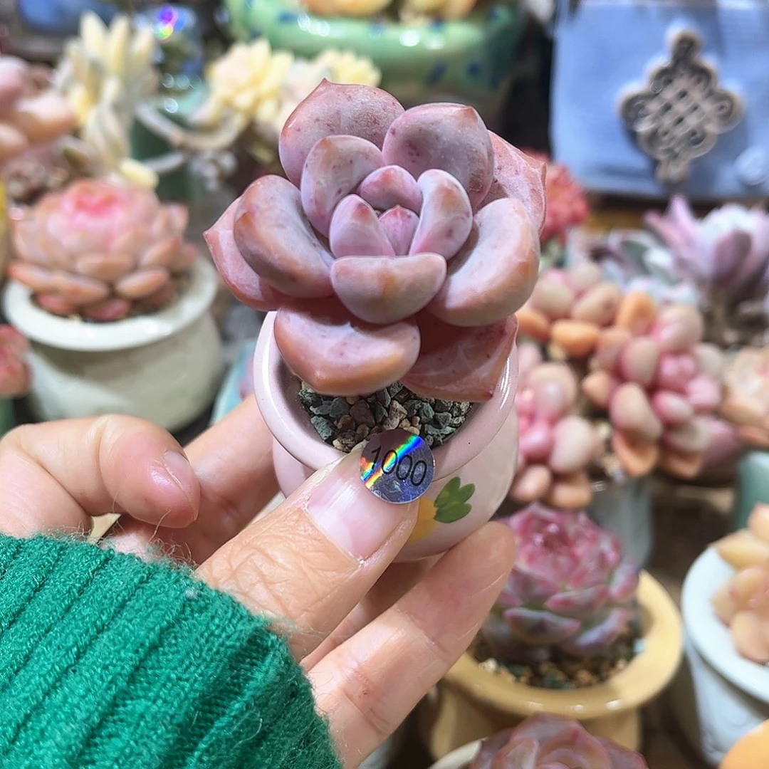 1000 多肉含盆含土 30元包邮 除偏远