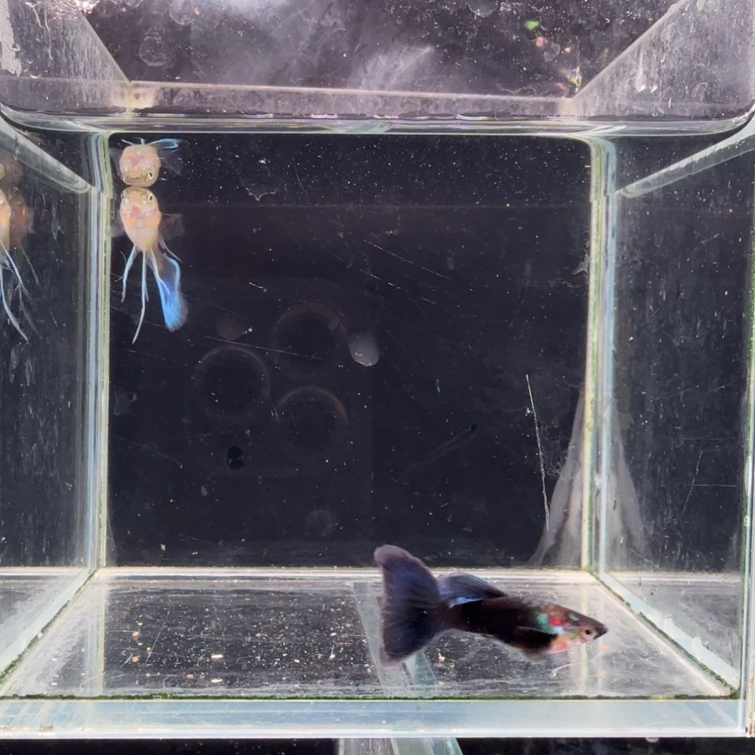 孔雀鱼蓝礼服大C1对