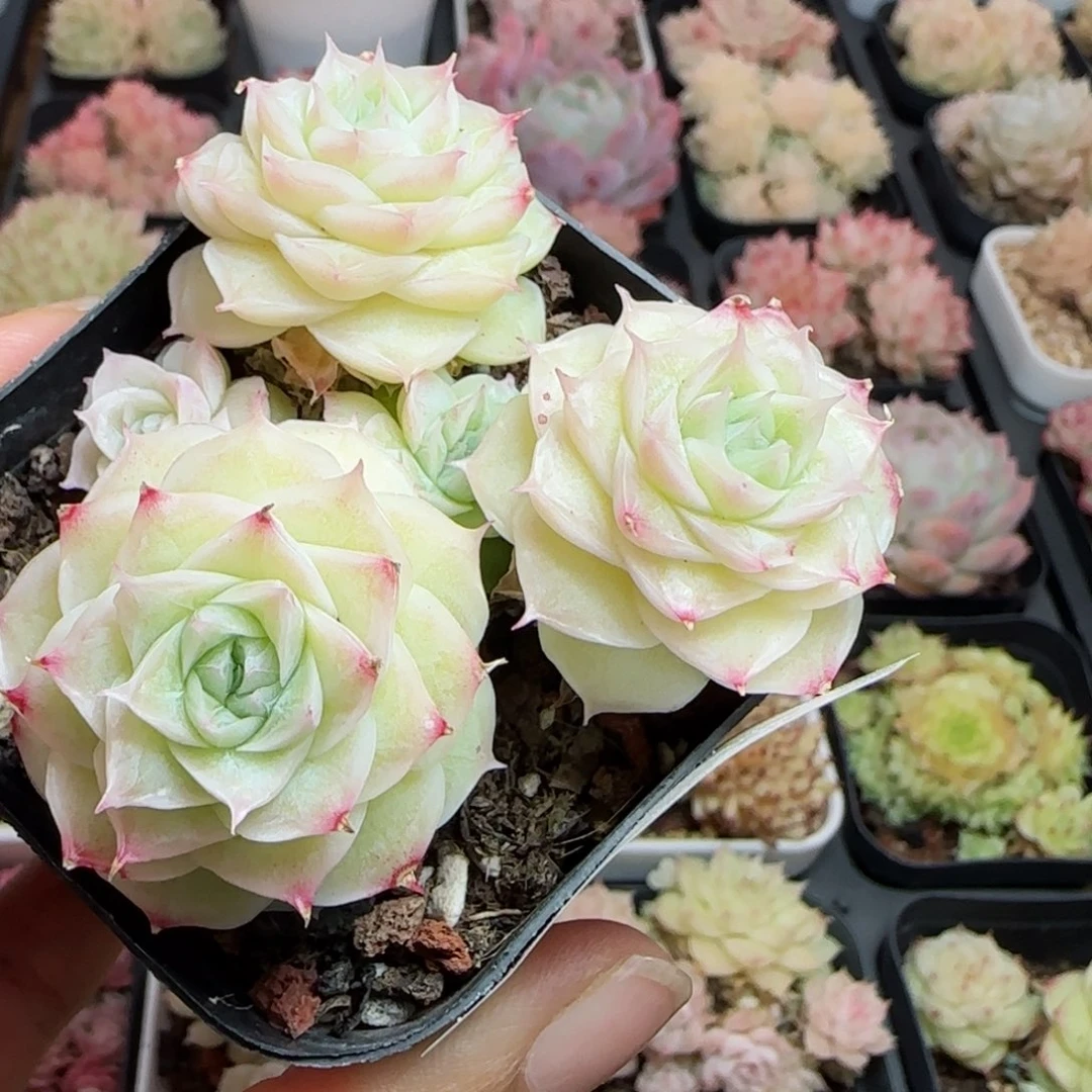 花语逸镜0119-26散