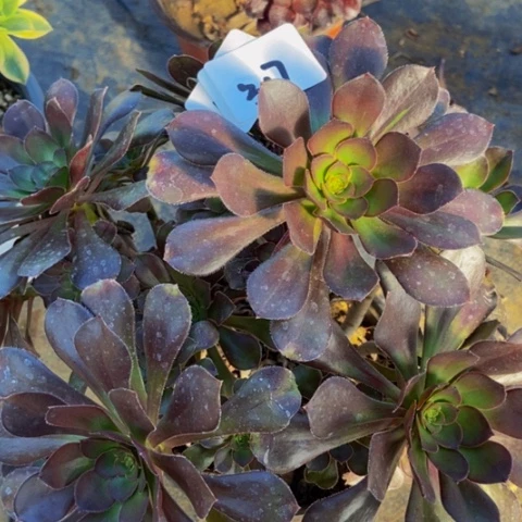 炫彩圆叶灰丛林多肉317