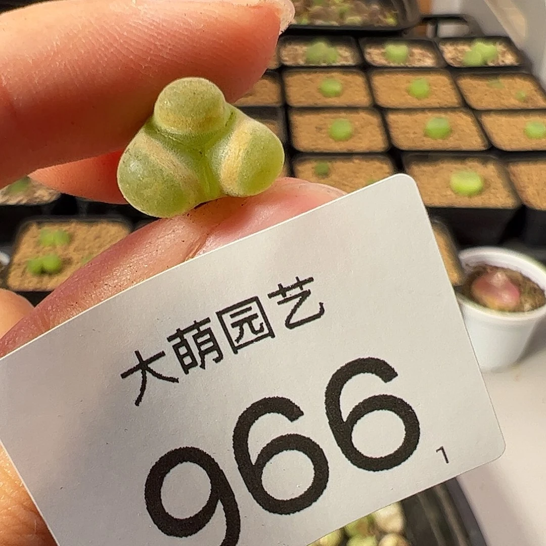 一物一拍           966
