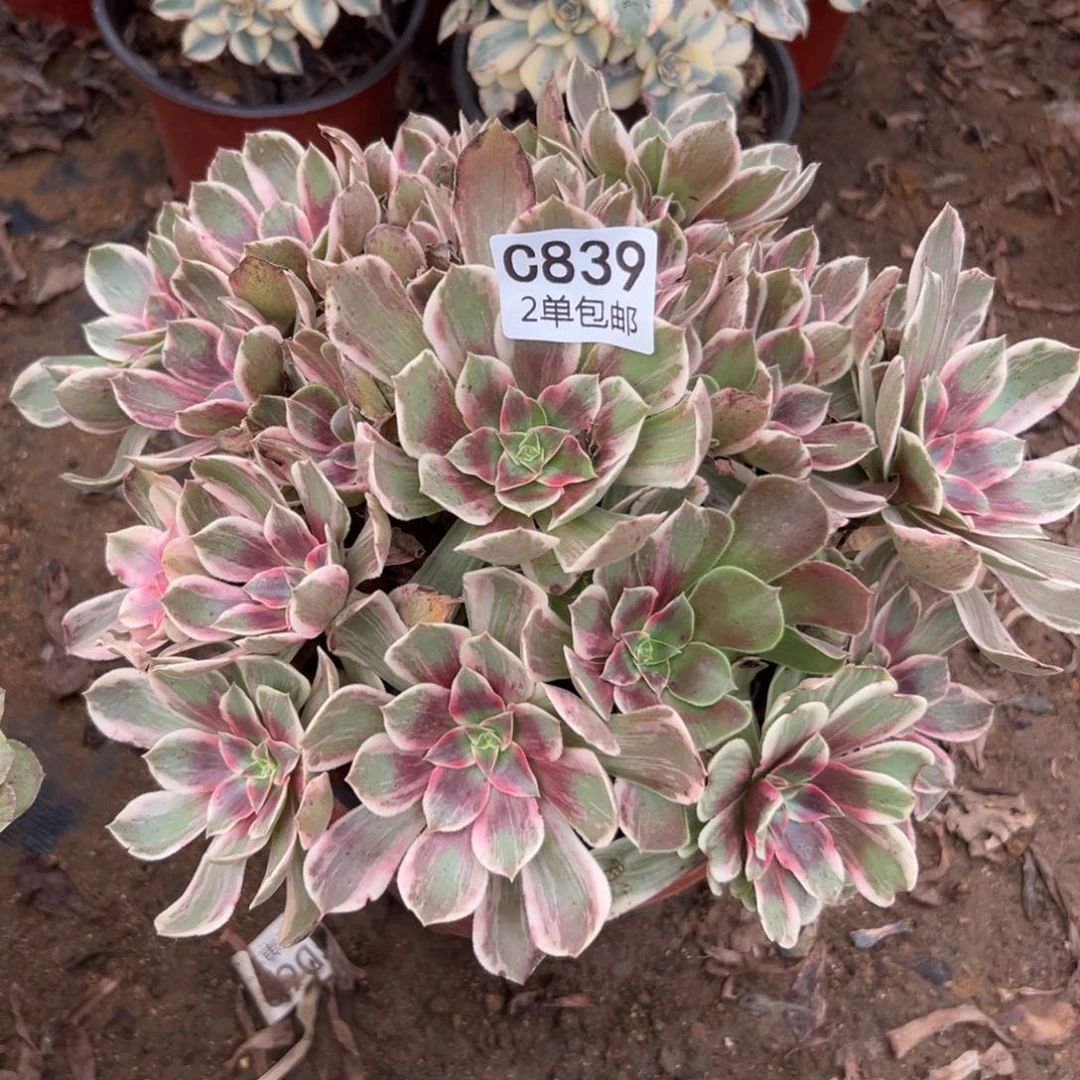 839多肉  浣纱不包断头