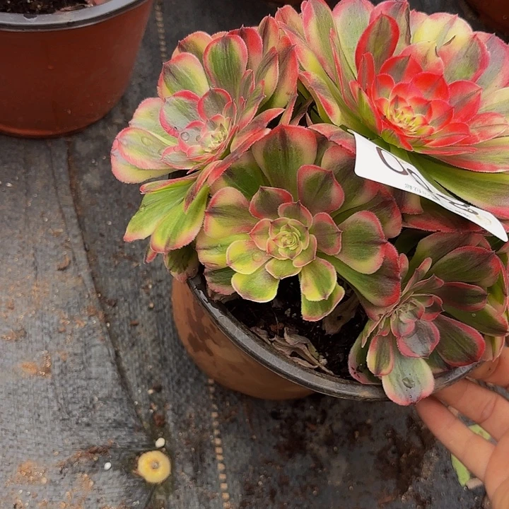 多肉植物i福利来880个