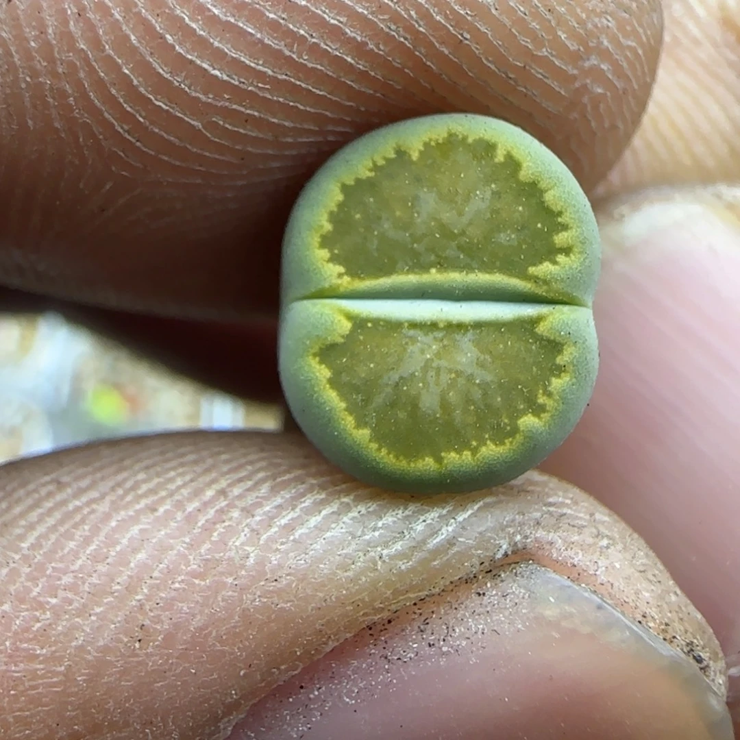 444开播福利生石花大棚直播