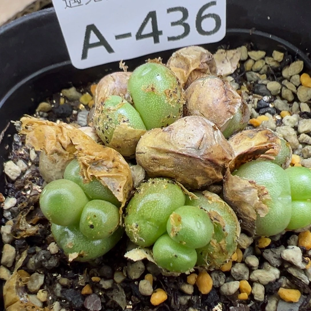 多肉植物1111111111111
