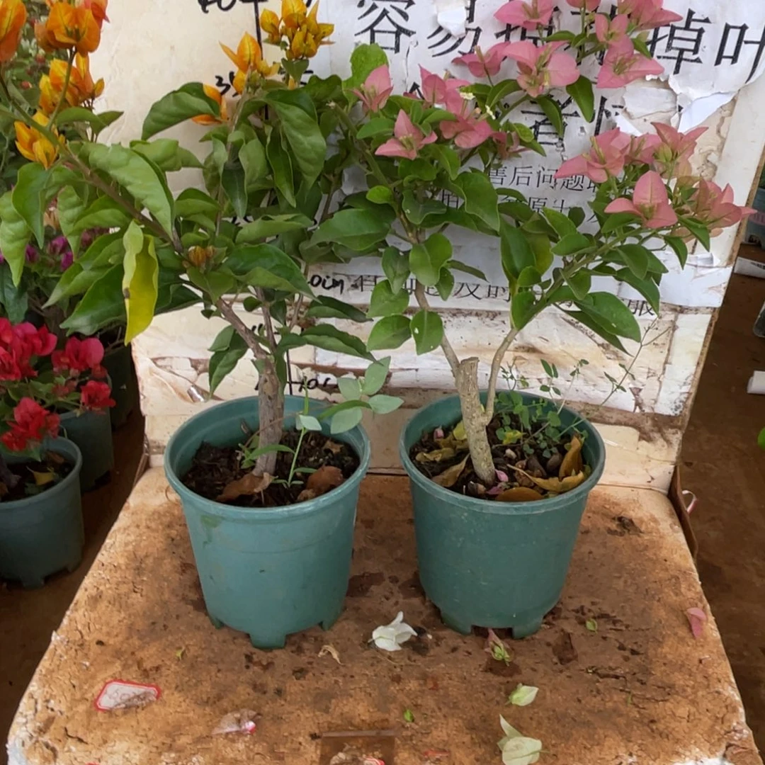可***可当前无花栽培后可以开花1-1608