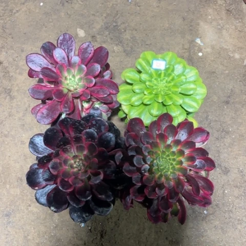 831多肉植物组合