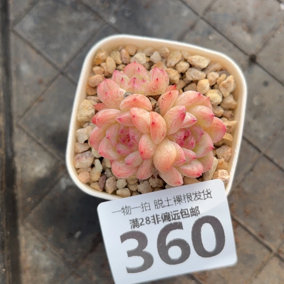 甜心珍妮无盆土发货