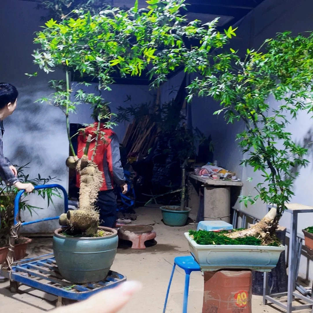 +***1无花朵小叶簕竹熟桩陶瓷盆一物一拍