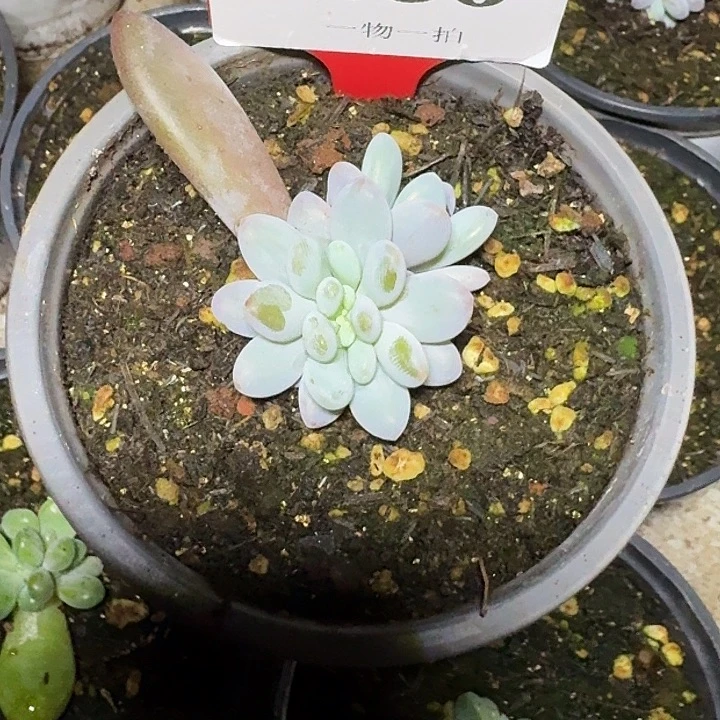 橙龙缀化050多肉植物