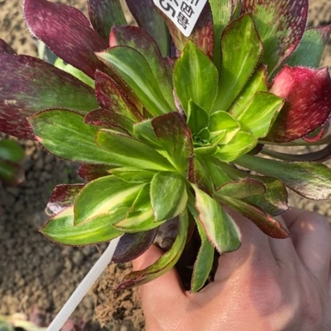 745嫁接魅影七彩满25包邮多肉