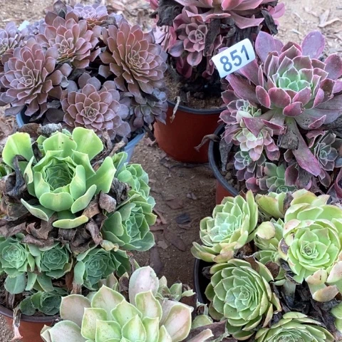 茜***6凤冠翡翠琉璃铜壶韶华851