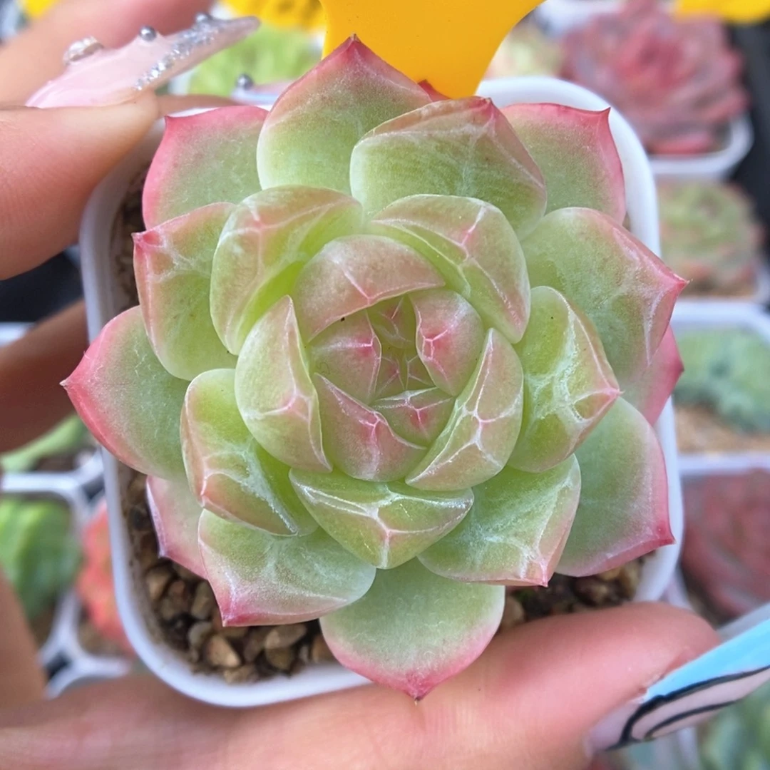 钻心珍妮可拍742号。