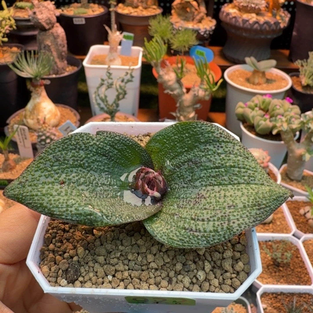 紫镜922 仙人掌仙人掌