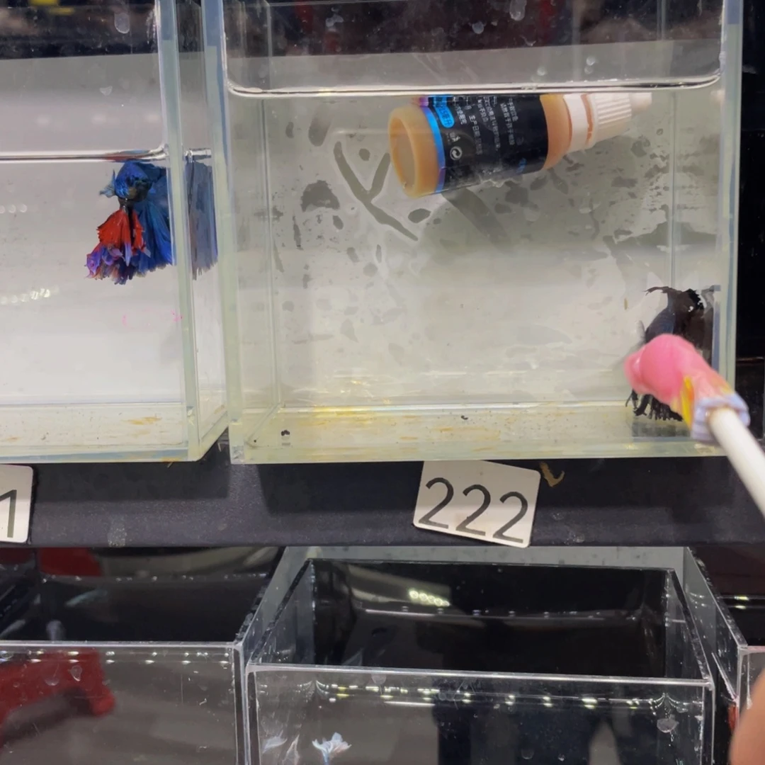 海水鱼菌立加厚尾巴鱼