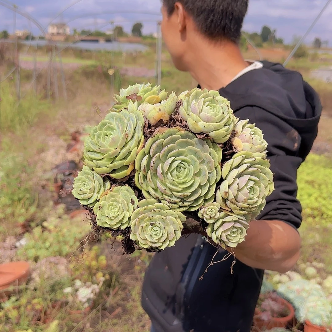 盆栽昂斯诺多肉多肉