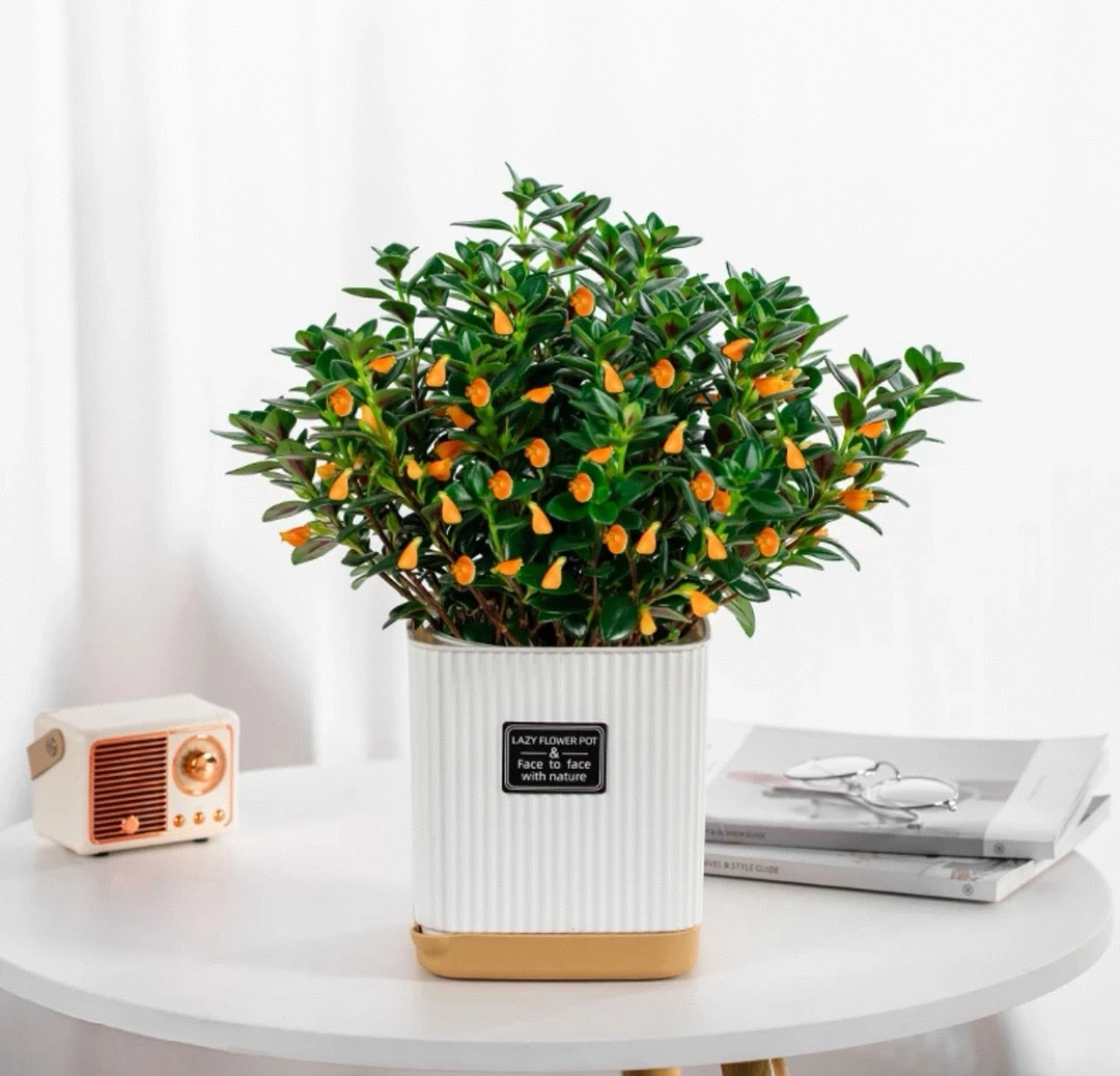 【聚财金鱼】金鱼花吊兰室内好养花卉盆栽四季开花耐寒吸甲醛绿植