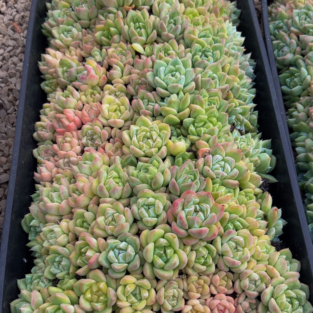 青***荷792多肉植物的生长发育规律