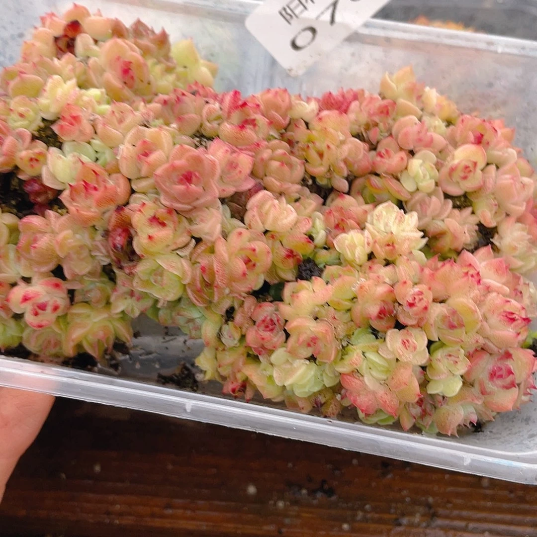 用***o多肉植物多肉植物768